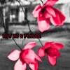 Flowers avatars