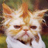 Hair avatars