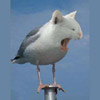 Humor avatars