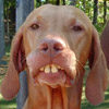 Humor avatars