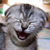 Humor avatars