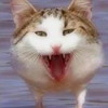 Humor avatars