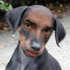 Humor avatars
