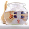 Humor avatars