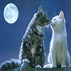 Love avatars