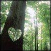 Nature avatars