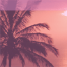 Palm tree