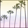 Palm tree avatars