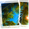 Palm tree avatars