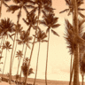 Palm tree