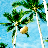 Palm tree avatars