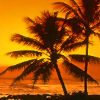 Palm tree avatars