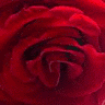 Roses avatars