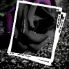 Roses avatars