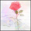 Roses avatars