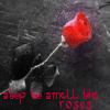 Roses avatars