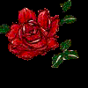 Roses avatars