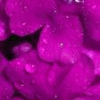 Roses avatars