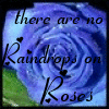 Roses avatars