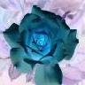 Roses avatars