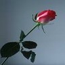 Roses avatars