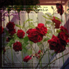 Roses avatars