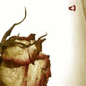 Roses avatars