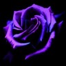 Roses avatars