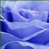 Roses avatars