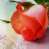 Roses avatars