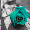 Roses avatars