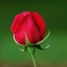 Roses avatars