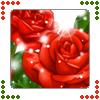 Roses avatars
