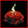 Roses avatars