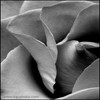 Roses avatars