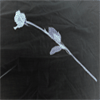 Roses avatars