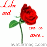 Roses avatars
