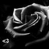 Roses avatars