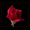 Roses avatars