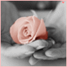 Roses avatars
