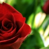 Roses avatars