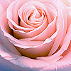 Roses avatars