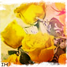Roses avatars