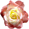 Roses avatars