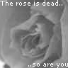 Roses avatars