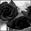 Roses avatars