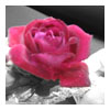 Roses avatars