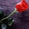 Roses avatars