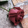 Roses avatars