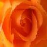 Roses avatars